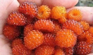 ��ƽ��ɽҰ�����˲�