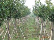 ͼ������