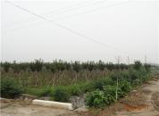 ͼ������