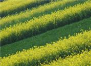 ͼ������