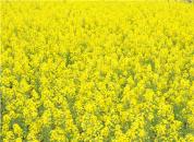 ͼ������