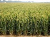 ��Чʾ����