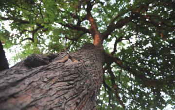 ѩ��ʾ�-------�ô�һ�Ž�����