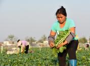 ��ƽ�������߲˻���æµµ��ͼƬ���ţ�