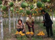 ��ƽ�����������ߵ��Ⱥ���¸���